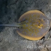 ray_bluespotted_lw_tam_h_0119_bal3714.jpg